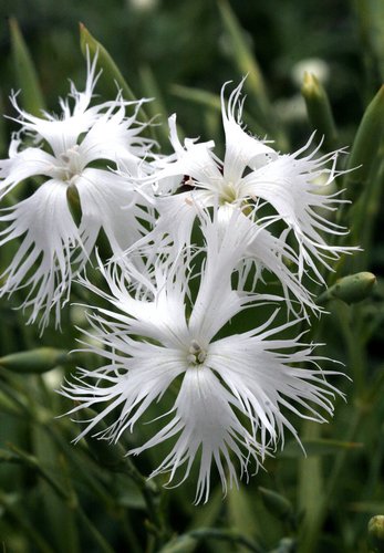 DIANTHUS arenarius f. nanus -пясъчен карамфил, нисък (1362-1)